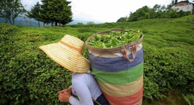 Yaş çay alımına kontenjan uygulaması