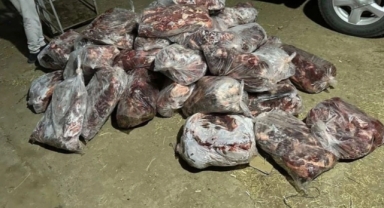  1 ton domuz eti ele geçirildi