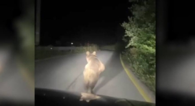 Aracıyla ayıyı kovaladı