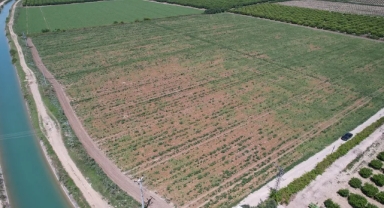 Aşırı sıcak kavun karpuz biber ve domatesleri yaktı