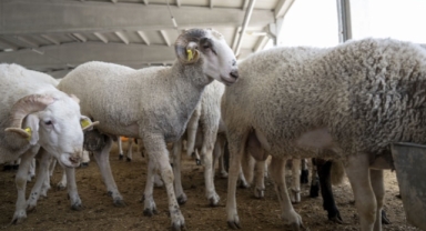 Bakanlığa gelen 'kurban' telefonu şaşkına çevirdi 