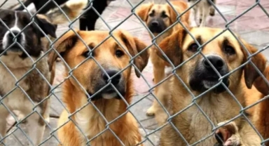 Bir başıboş köpek terörü daha! 