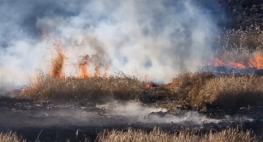 Buğday, mercimek ve arpa ekiliydi!