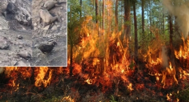 Denizli'nin 7 ilçesinin 6'sında yangın