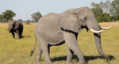 Fil, ABD'li turisti öldürdü