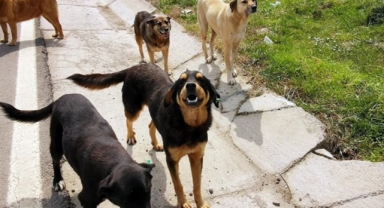 Hayvanını terk edenlere 50 bin lira para cezası 