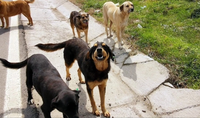Hayvanını terk edenlere 50 bin lira para cezası