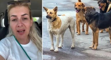 Hayvanlar için para toplayan kadın emlak zengini çıktı