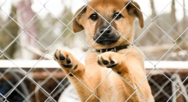 İlahiyat Fakültesi'nde mide bulandıran olay