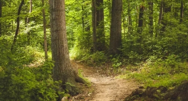 Kastamonu’da ormanlara giriş ve çıkışlar yasaklandı