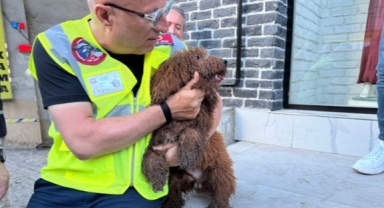 Kontrol için veterinere götürüldü