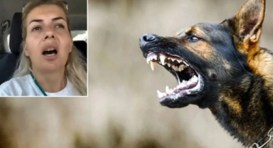 Kuduz köpekleri Ankara'ya getiren şahıs tutuklandı 