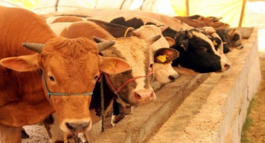 Kurbanlık fiyatları ikiye katlandı