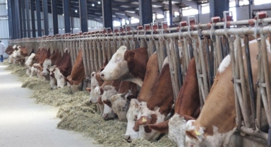 Kurbanlık fiyatlarında akıl almaz zam