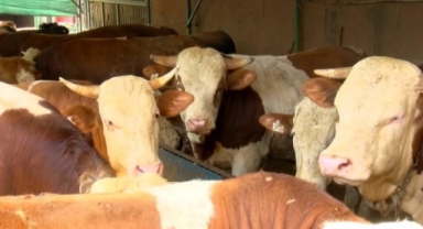 Kurbanlıkları ellerinde kalan besicilerden bakanlığa çağrı