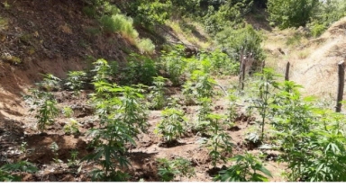 2 Bin 200 Kök Kenevir Bitkisi Ele Geçirildi 