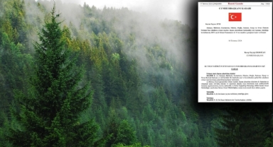 8 ilde daha ormanlar arsa oldu