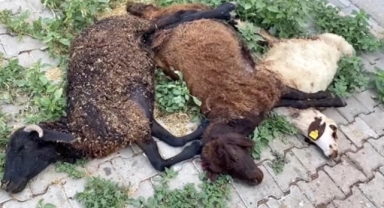 Başıboş köpekler 6 küçükbaş hayvanı parçaladı