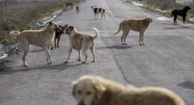 Başıboş sokak köpekleri düzenlemesi yasalaştı