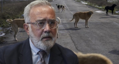 Belediyelere Ötanazi Yetkisi Getirildi