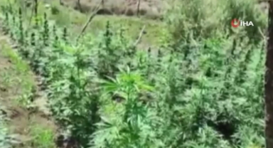 Bingöl'de kenevir ve skunk ele geçirildi