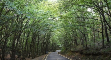 Bursa'da ormana giriş yasaklandı