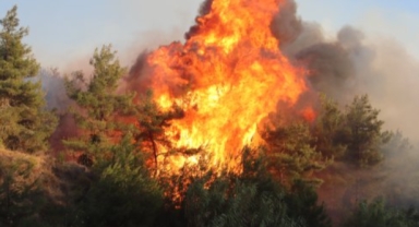 Eski başkandan orman yangınlarına karşı 'çamur' önerisi!