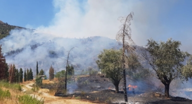 İzmir'de orman yangını