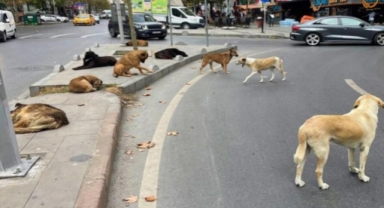 Sahipsiz sokak köpekleriyle ilgili kanun teklifi meclis komisyonundan geçti