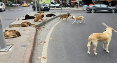 Sokak hayvanları düzenlemesinde değişiklik 