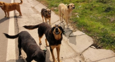 Sokak köpekleri 5 yaşındaki Abbas'ı hedef aldı 