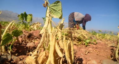 Tarlada ürünler yandı fiyatlar uçtu