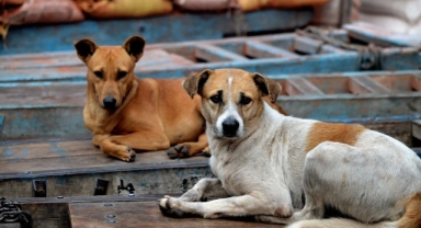 66 Baro’dan sokak hayvanları kanununa tepki