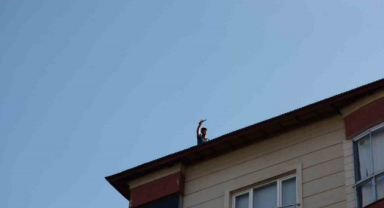 Ahlat’ta İntihar Girişimi