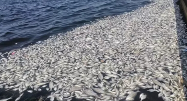 Binlerce ölü balığın karaya vurduğu körfezle ilgili harekete geçildi