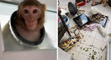 Evden kaçan maymun mahalleyi birbirine kattı