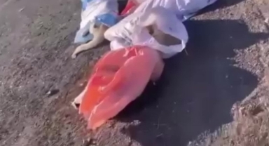Çuval içinde ölü köpekler bulundu