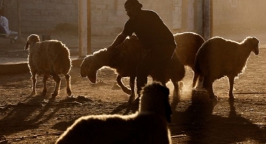 Hayvanlarda ölümcül ‘mavi dil hastalığı’ ortaya çıktı