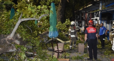 İzmir'de asırlık çınarın dalları koptu