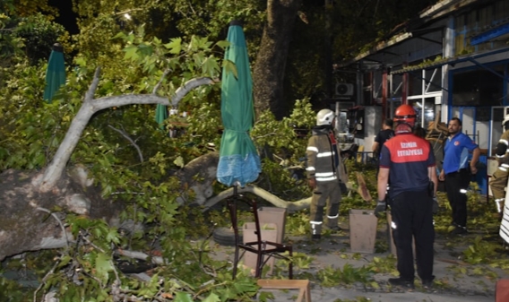 İzmir'de asırlık çınarın dalları koptu
