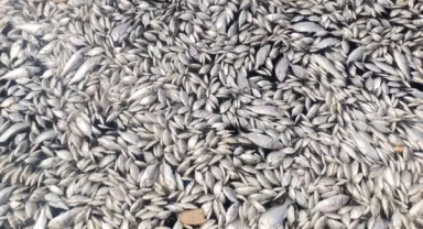 İzmir'de endişe yaratan görüntü