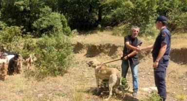 Kaybolan Küçükbaş Hayvanlar Bulundu