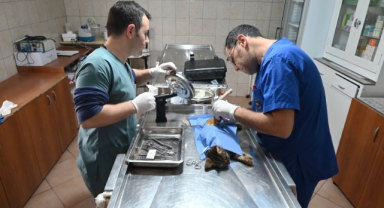 Kemer’de Temmuz ayında 175 hayvan kısırlaştırıldı 