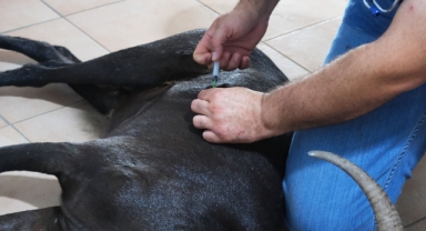 Kemer’de yaralı bulunan dağ keçisi tedaviye alındı