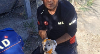 Kuyuya düşen köpek yavrusu kurtarıldı