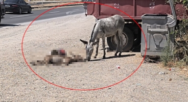 Ölen yavrusunun başından ayrılmadı