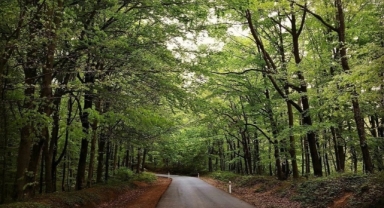 Türkiye'de ormansızlaştırma sürüyor 