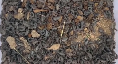 270 canlı akrep topladı, 387 bin lira ceza yedi