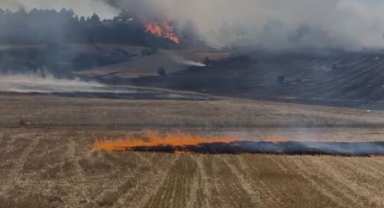 Anız yangını ormana sıçradı