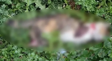 Bacakları kesilmiş halde kedi cesedi bulundu